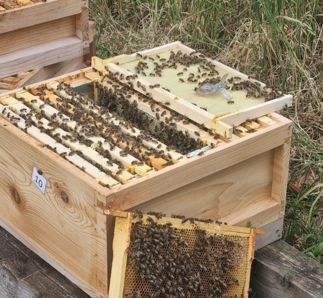 Image of a beehive that is part of our community initiative.