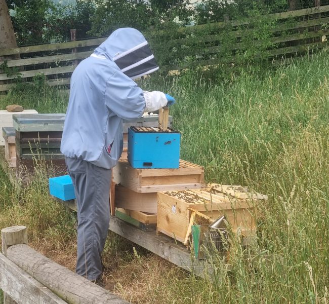 Image of a beekeeper tending to a beehive.